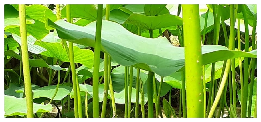vente plantes aquatiques, dordogne perigord p�rigord sarlat, creation bassins aquatiques, jardin des lotus, bergerac, plantes immergees, plantes de bassin, creation de bassin, lotus, nympheas, nynfeas, n�nuphars, nenuphars, plantes aquatiques, cr�at