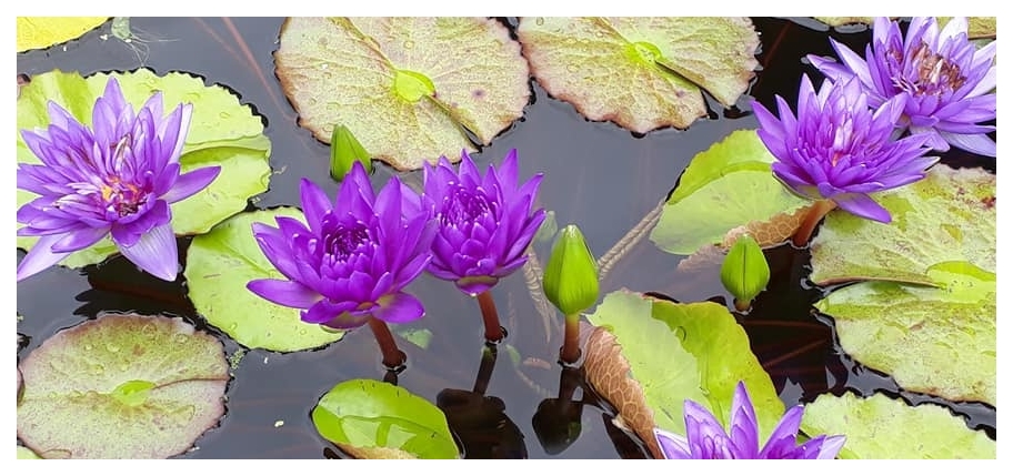 vente plantes aquatiques, dordogne perigord p�rigord sarlat, creation bassins aquatiques, jardin des lotus, bergerac, plantes immergees, plantes de bassin, creation de bassin, lotus, nympheas, nynfeas, n�nuphars, nenuphars, plantes aquatiques, cr�at