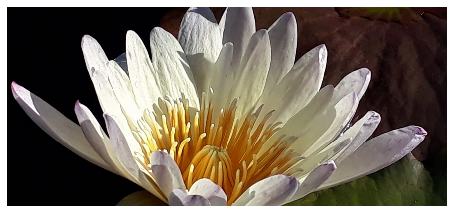 vente plantes aquatiques, dordogne perigord p�rigord sarlat, creation bassins aquatiques, jardin des lotus, bergerac, plantes immergees, plantes de bassin, creation de bassin, lotus, nympheas, nynfeas, n�nuphars, nenuphars, plantes aquatiques, cr�at